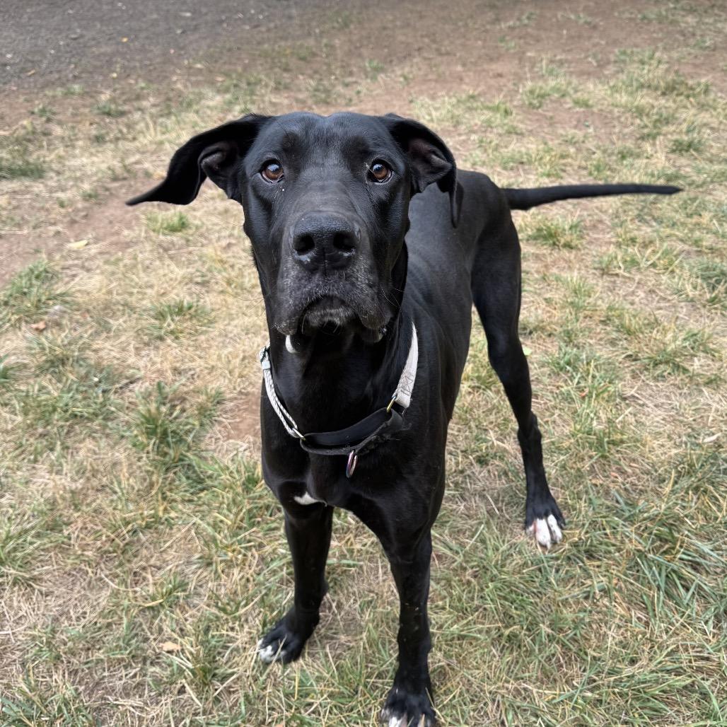 Enlarge Diesel, a Adoptable mixed breed in Salem, OR image 3/6