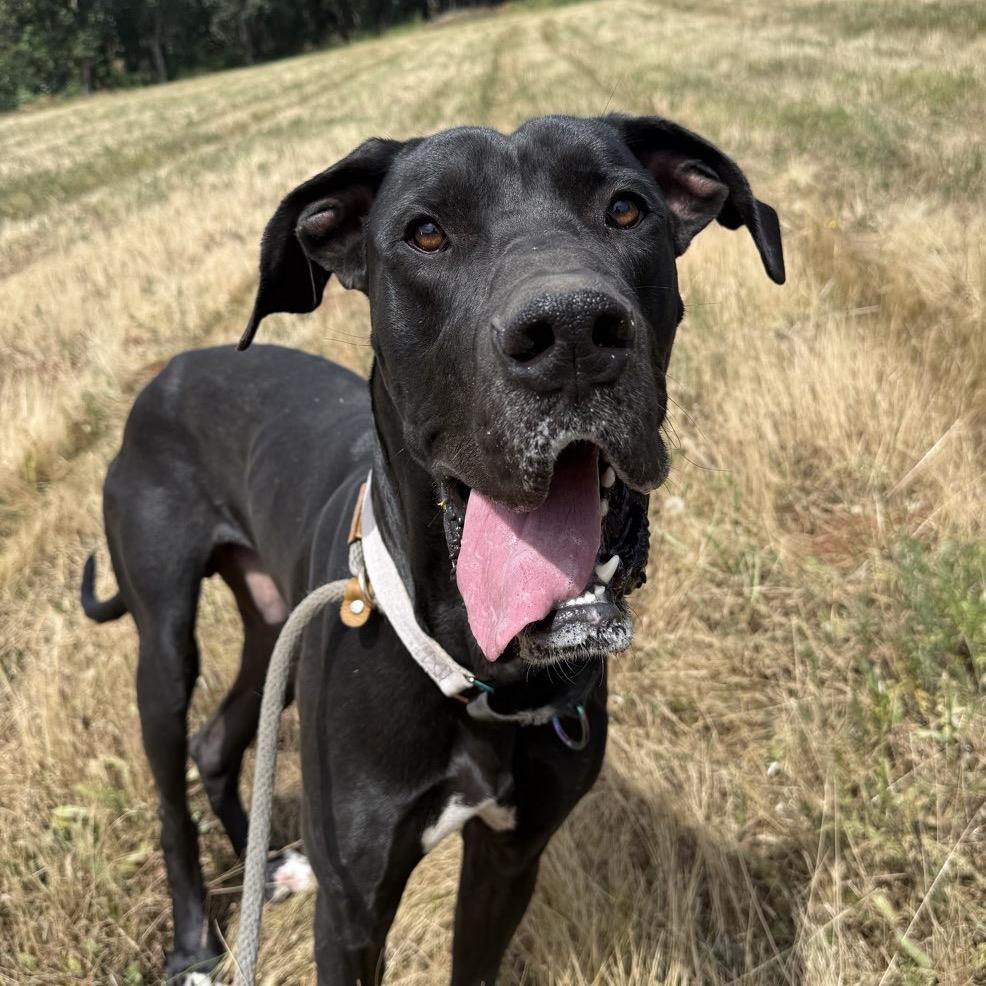 Enlarge Diesel, a Adoptable mixed breed in Salem, OR image 4/6