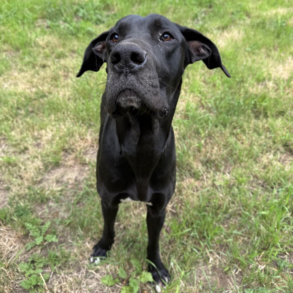 Enlarge Diesel, a Adoptable mixed breed in Salem, OR image 5/6
