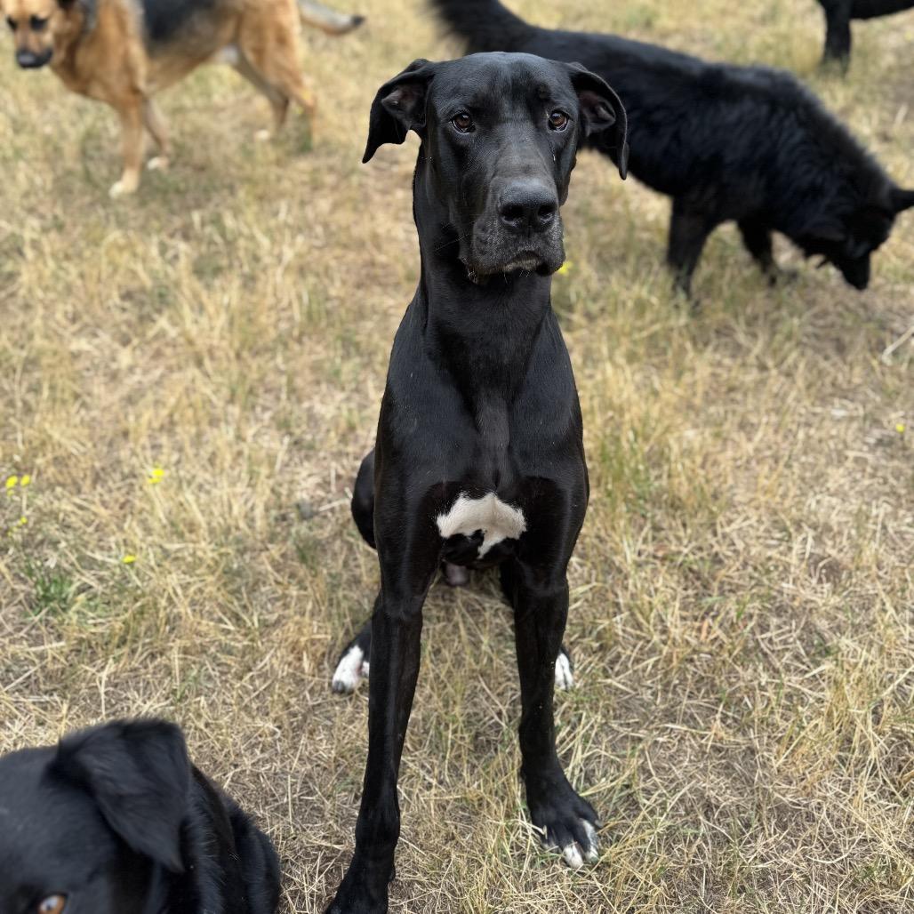 Enlarge Diesel, a Adoptable mixed breed in Salem, OR image 6/6