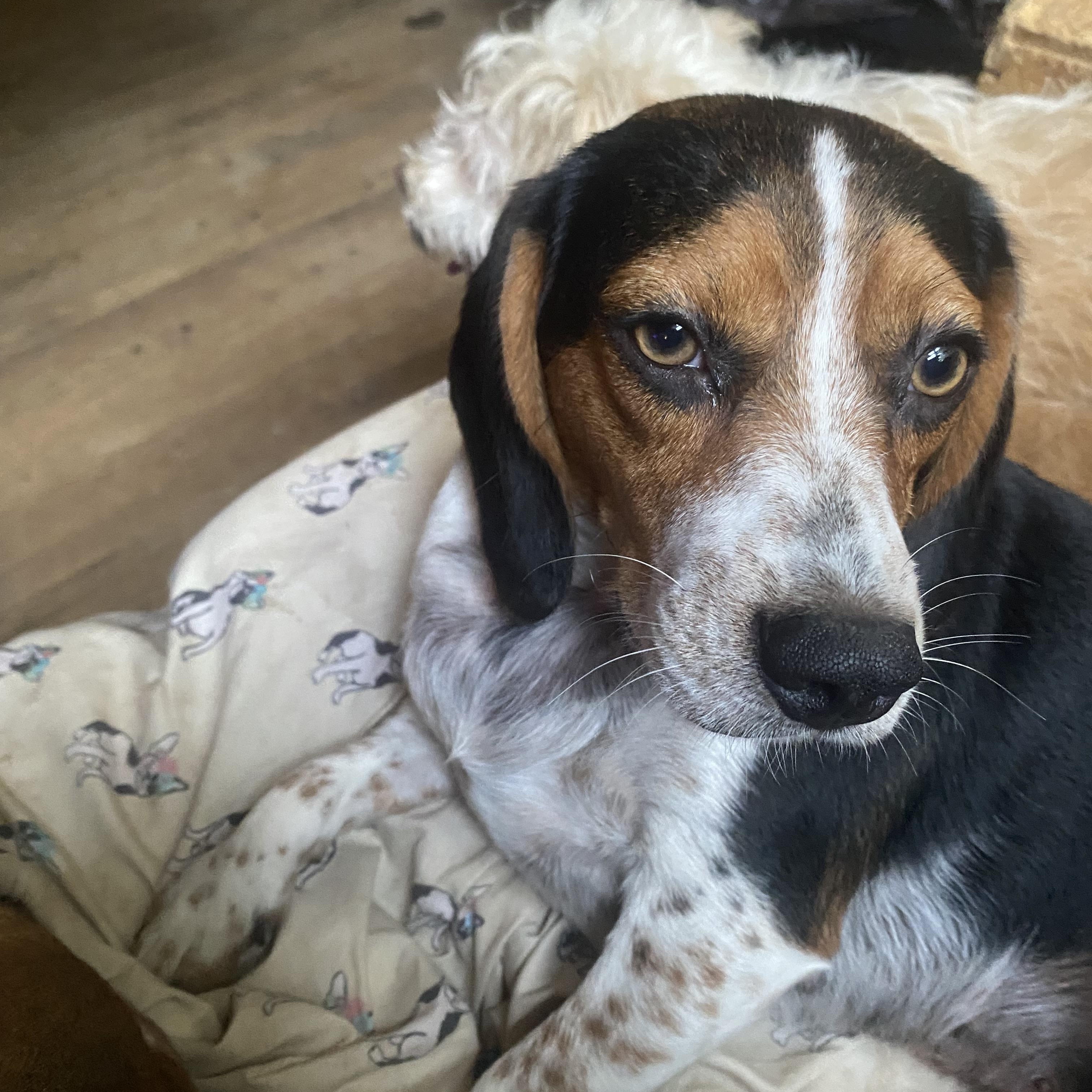 Enlarge Winnie, a ADOPTABLE Beagle in Blytheville, AR image 3/3