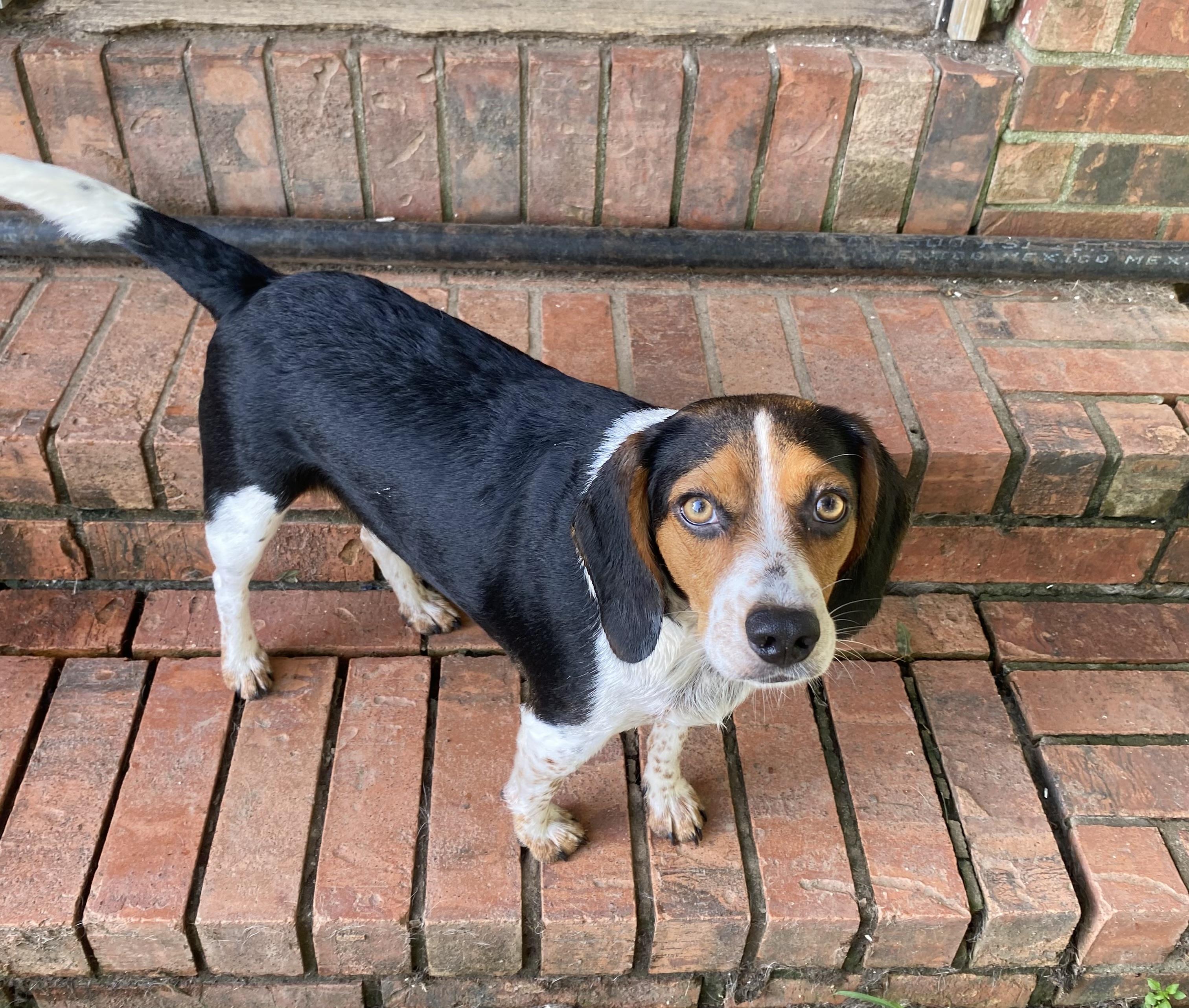 Enlarge Winnie, a ADOPTABLE Beagle in Blytheville, AR image 1/3