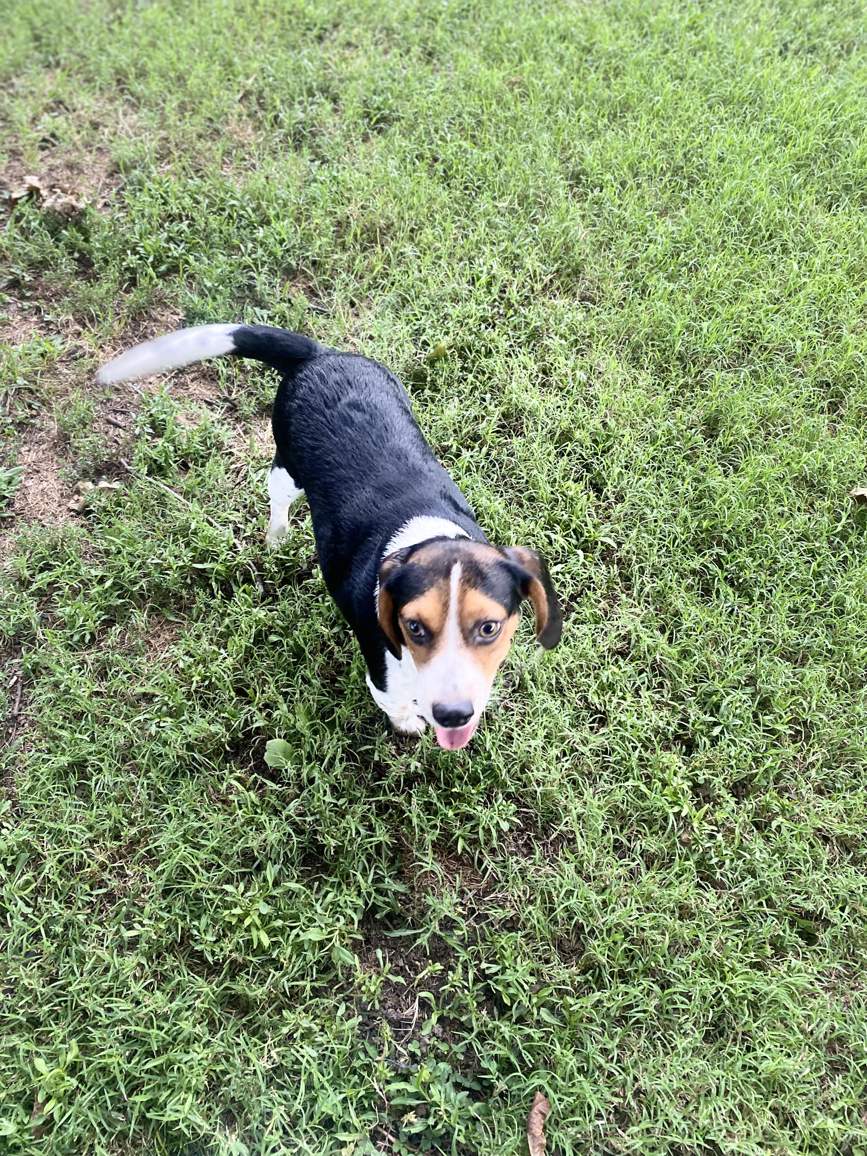 Enlarge Winnie, a ADOPTABLE Beagle in Blytheville, AR image 2/3