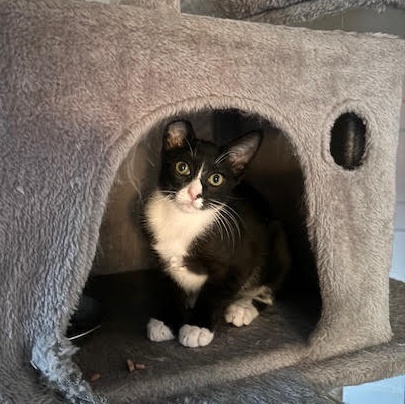 Enlarge Feyre, a Adoptable Tuxedo in Orange, CA image 1/4