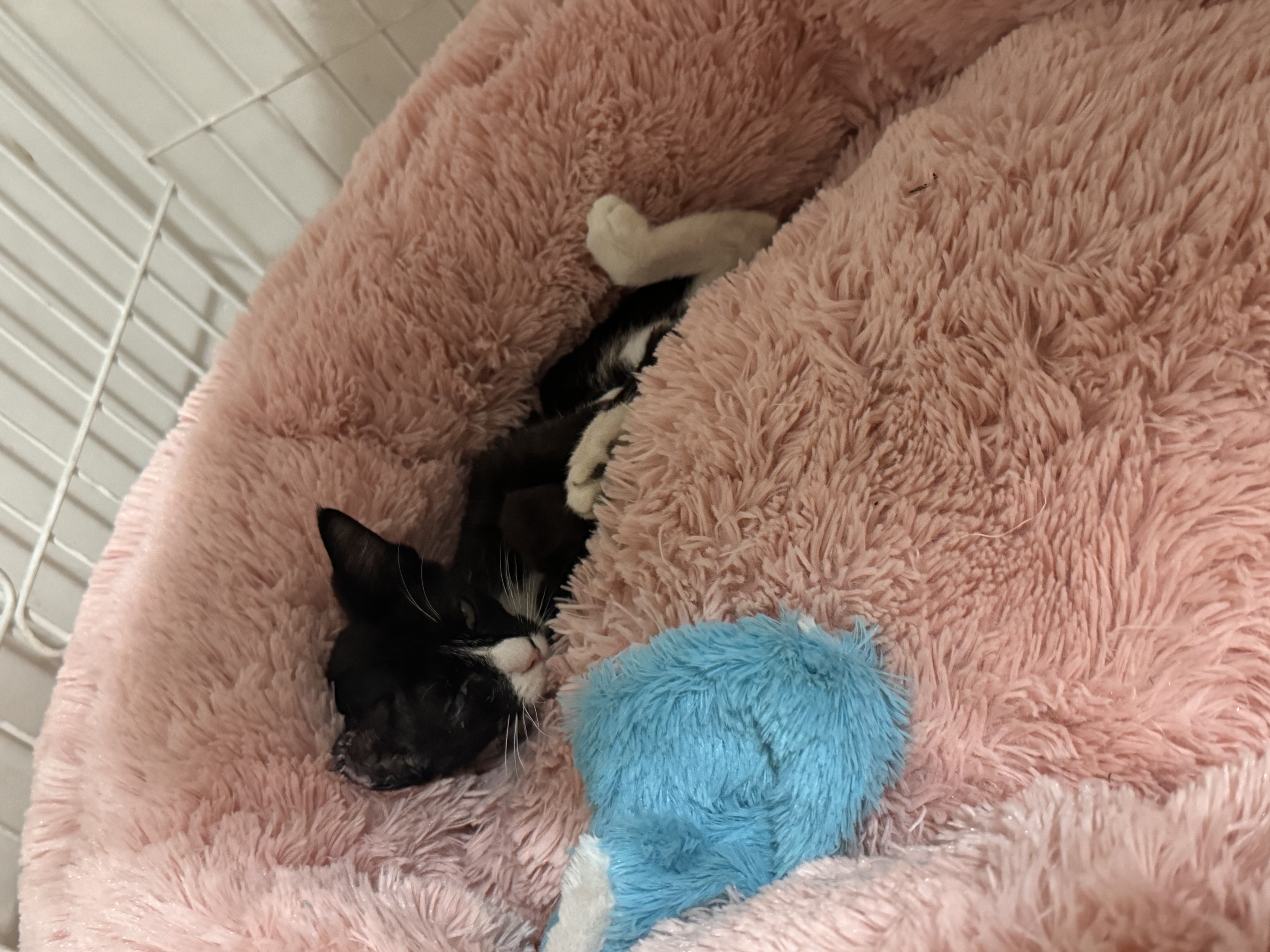 Enlarge Feyre, a Adoptable Tuxedo in Orange, CA image 3/4