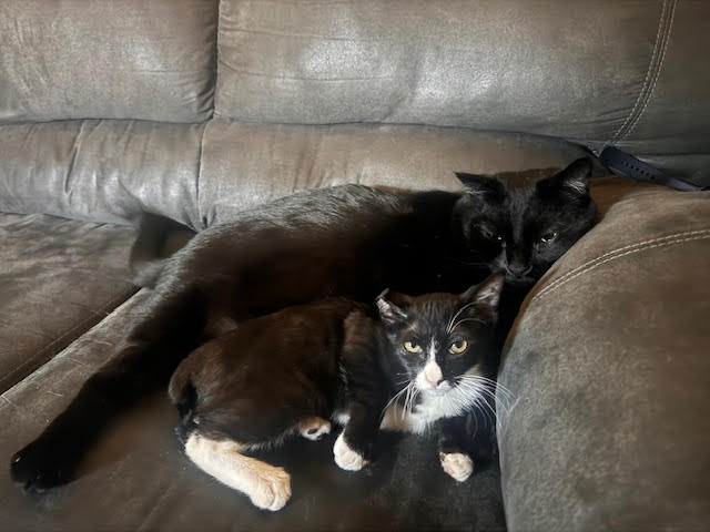 Enlarge Feyre, a Adoptable Tuxedo in Orange, CA image 4/4