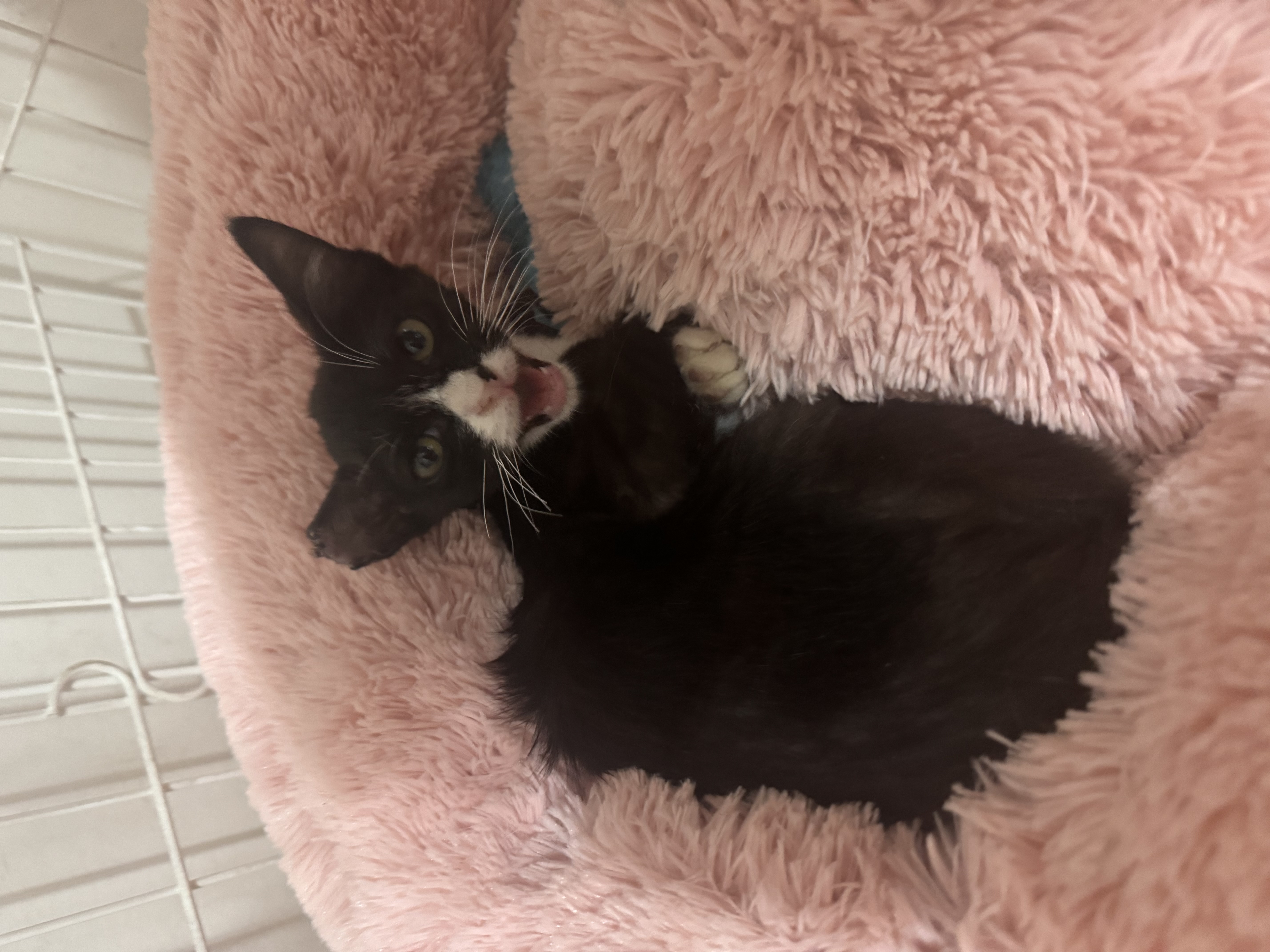 Enlarge Feyre, a Adoptable Tuxedo in Orange, CA image 2/4