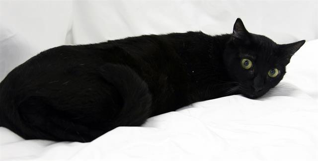 Enlarge ANNE, a Adoptable Domestic Short Hair in Winter Haven, FL image 1/1