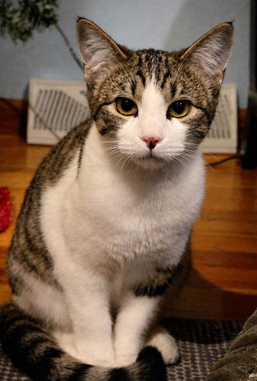 Enlarge Eve, a Adopted Domestic Short Hair in Laramie, WY image 3/3