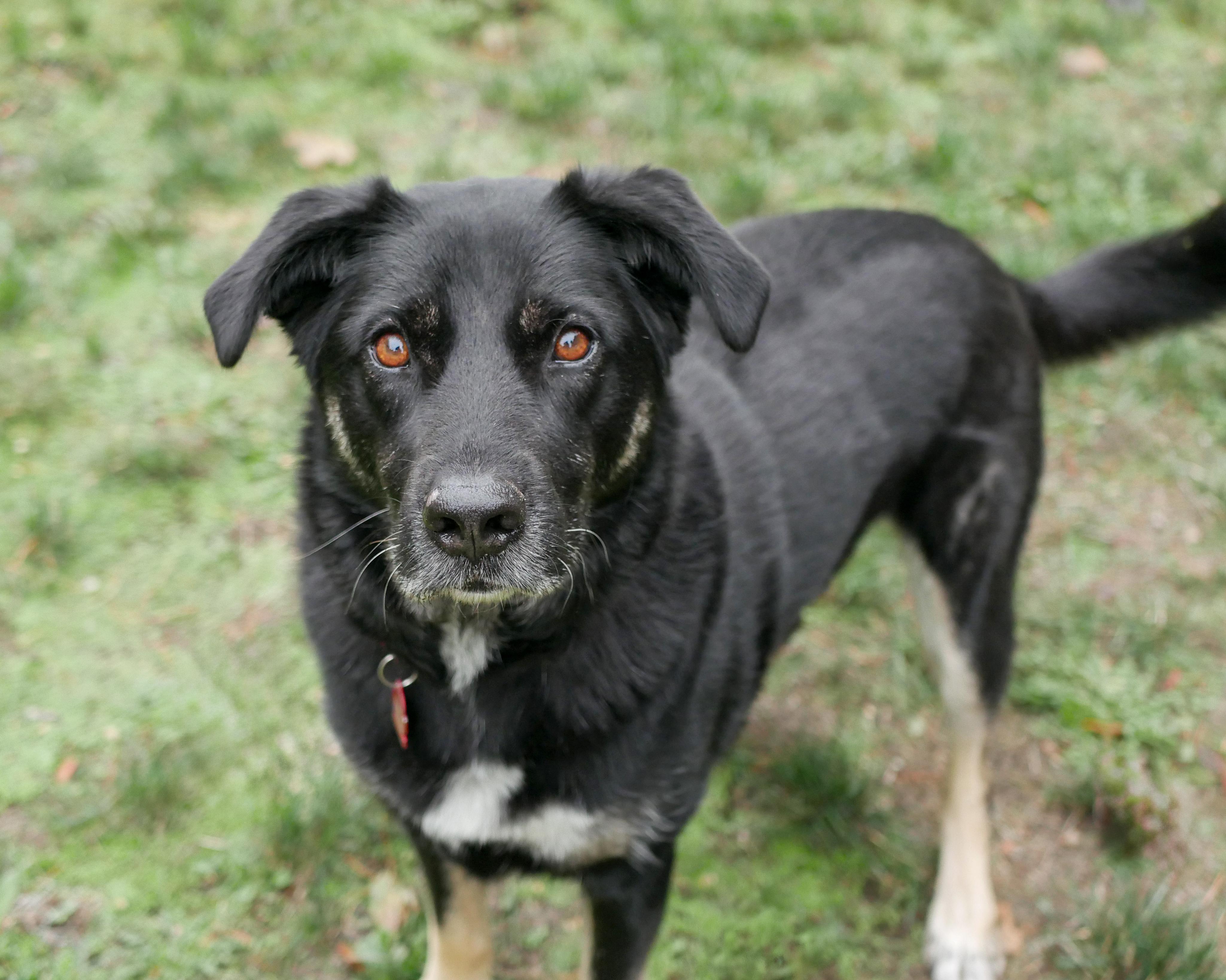 Enlarge Lilly, a Adoptable mixed breed in Sequim, WA image 1/6