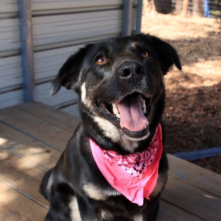 Enlarge Lilly, a Adoptable mixed breed in Sequim, WA image 1/10