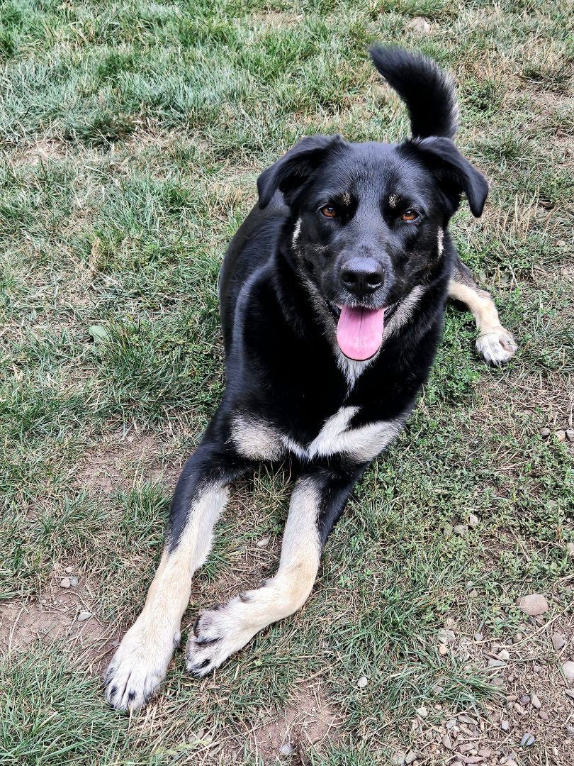 Enlarge Lilly, a Adoptable mixed breed in Sequim, WA image 2/10