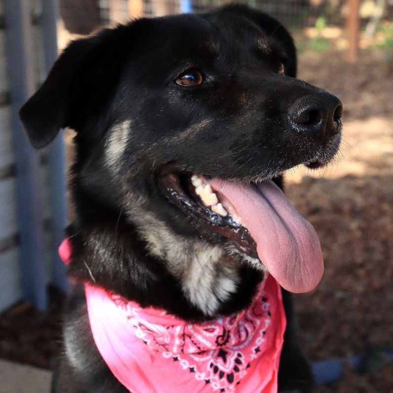 Enlarge Lilly, a Adoptable mixed breed in Sequim, WA image 3/10