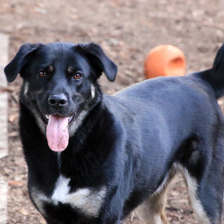 Lilly, Adoptable, Adult Female German Shepherd Dog & Australian Shepherd.