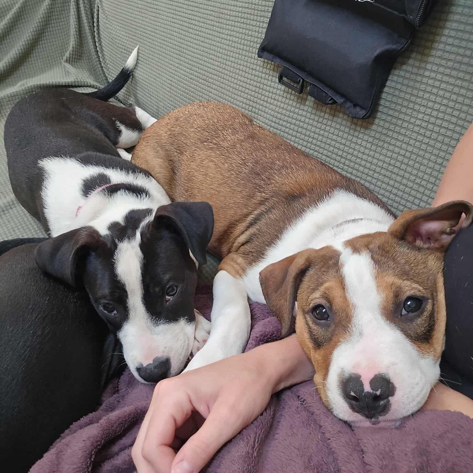 Harlow — thumbnail 3