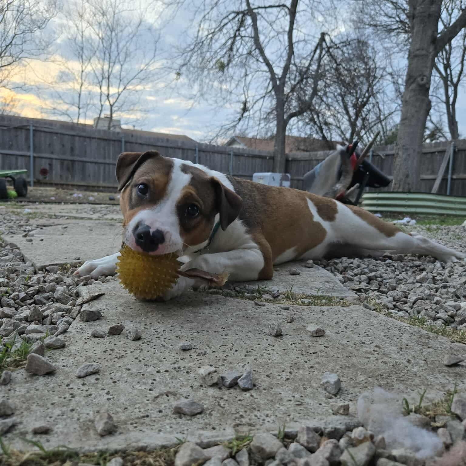 Harlow — thumbnail 4