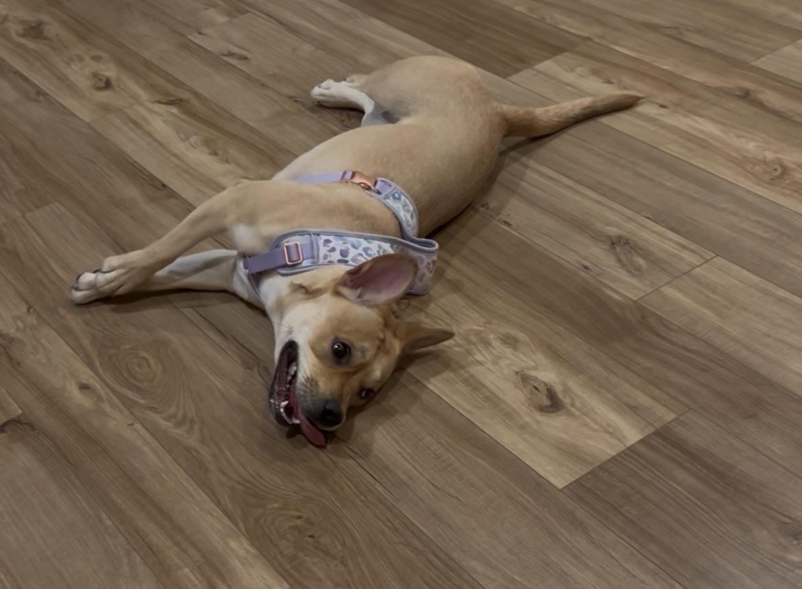 Enlarge Evie, an adopted mixed breed in Glen Allen, VA image 4/4