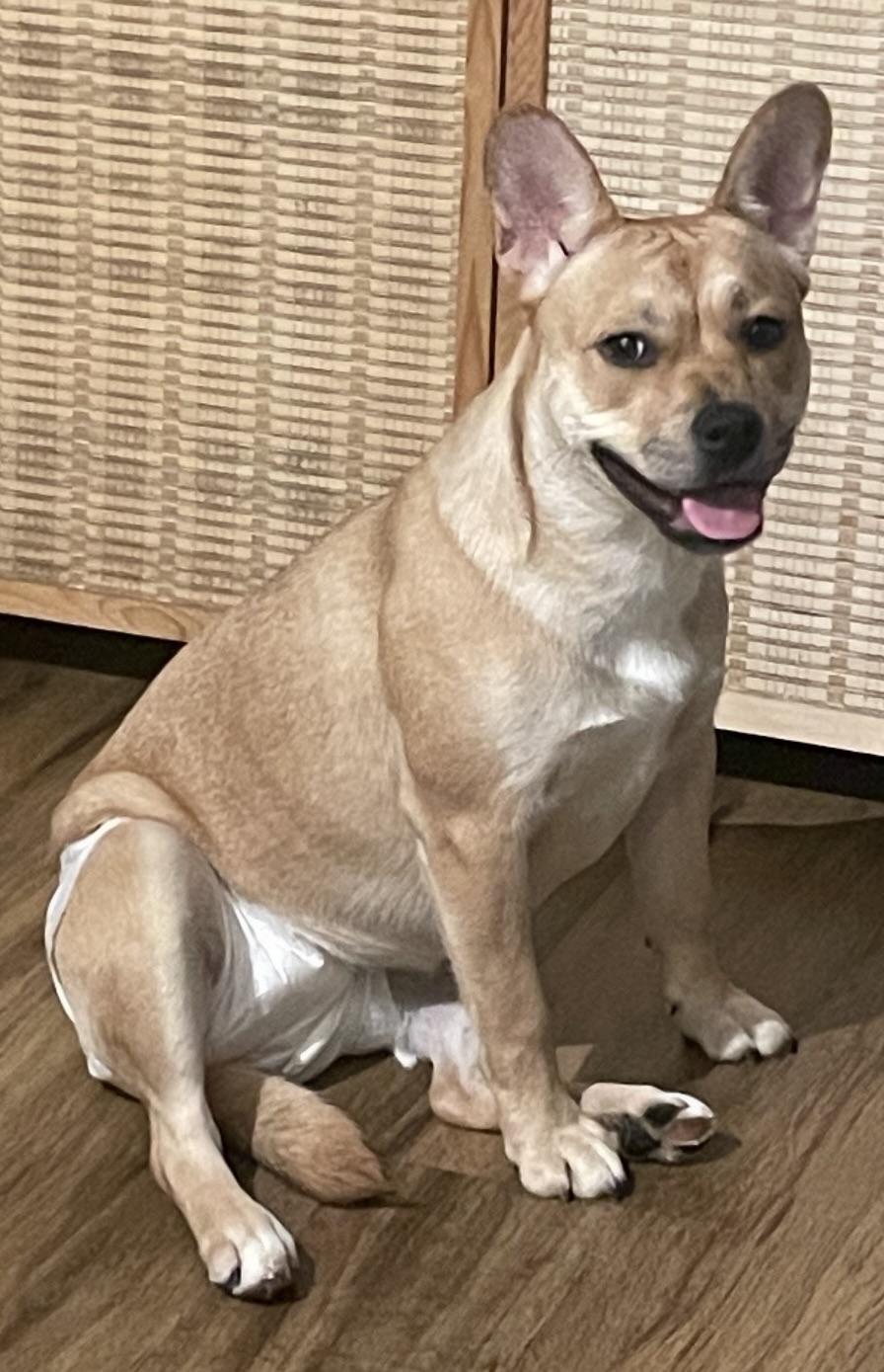 Enlarge Evie, an adopted mixed breed in Glen Allen, VA image 3/4