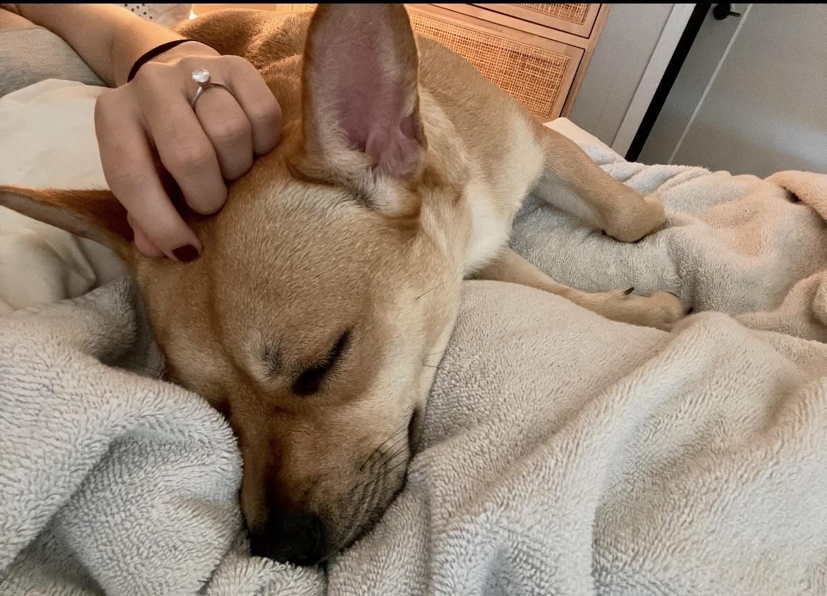 Evie, adopted, Puppy Female French Bulldog & Bulldog.