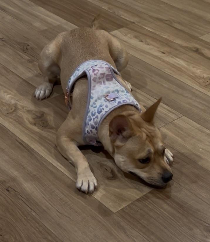 Enlarge Evie, an adopted mixed breed in Glen Allen, VA image 2/4