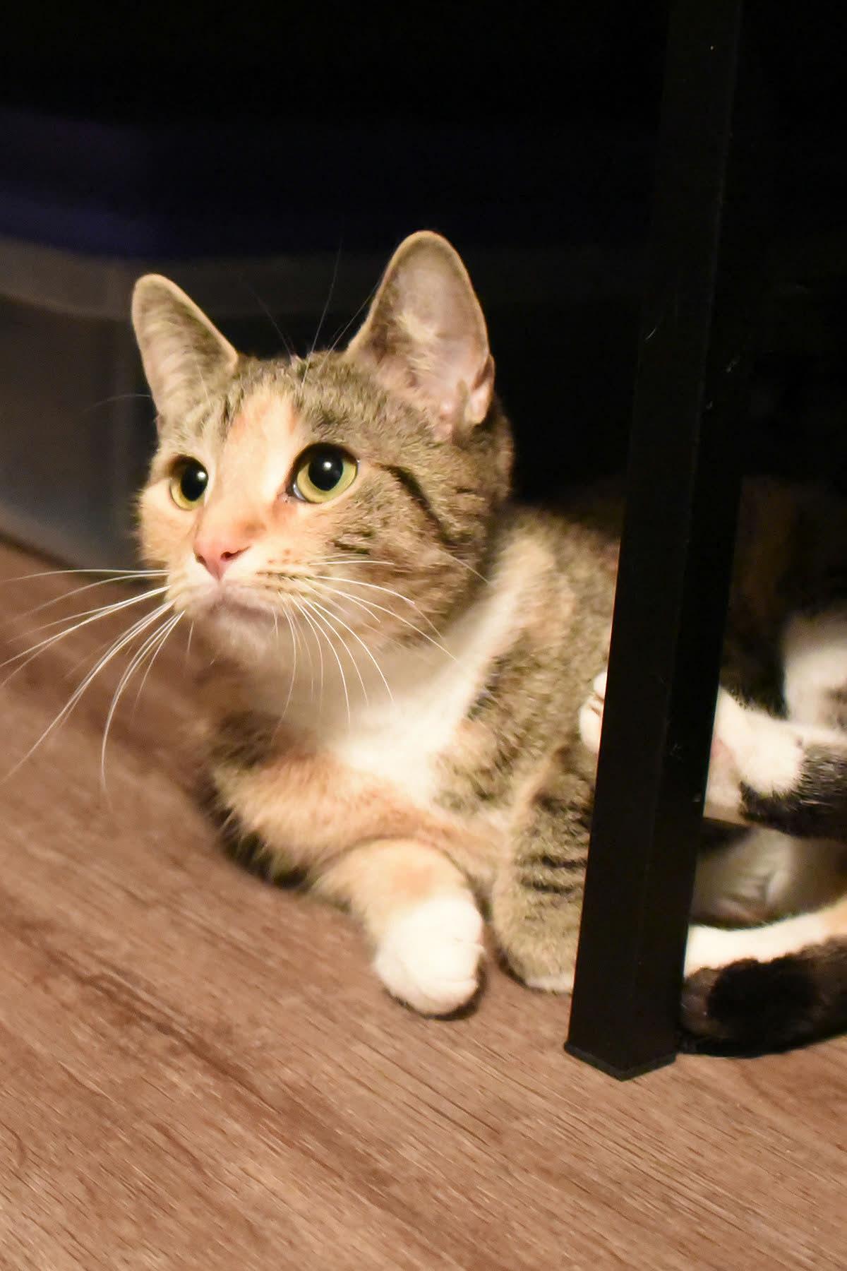 Enlarge Nora , an adopted American Shorthair in Johnstown, NY image 5/6