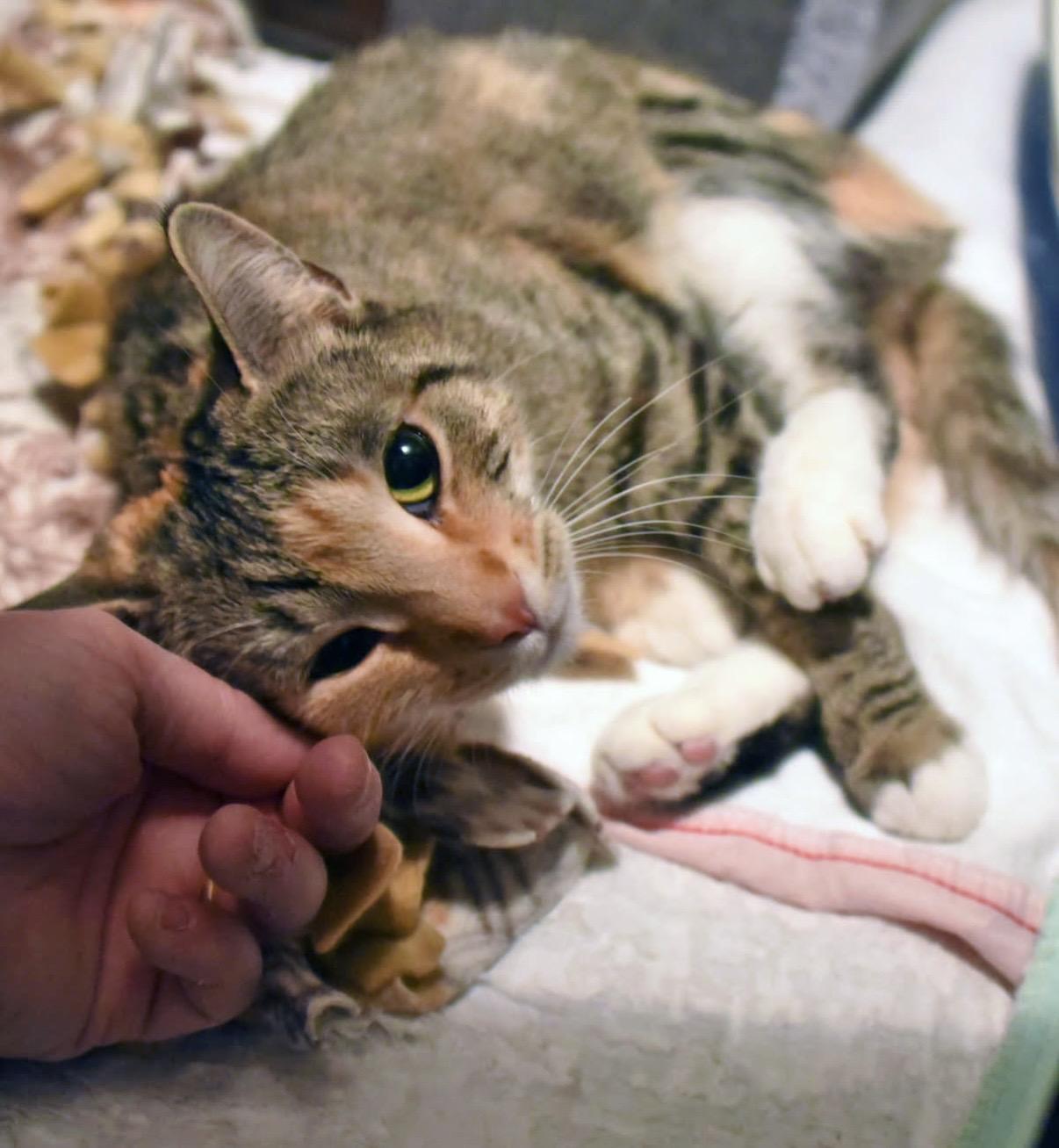 Enlarge Nora , an adopted American Shorthair in Johnstown, NY image 4/6