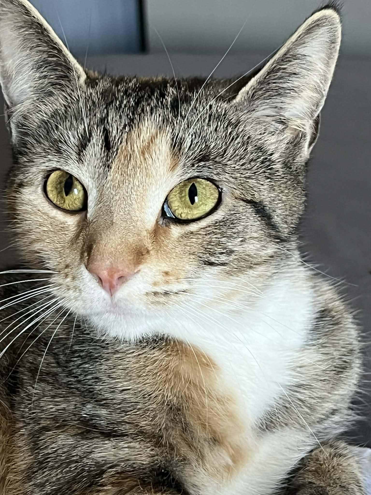 Enlarge Nora , an adopted American Shorthair in Johnstown, NY image 2/6