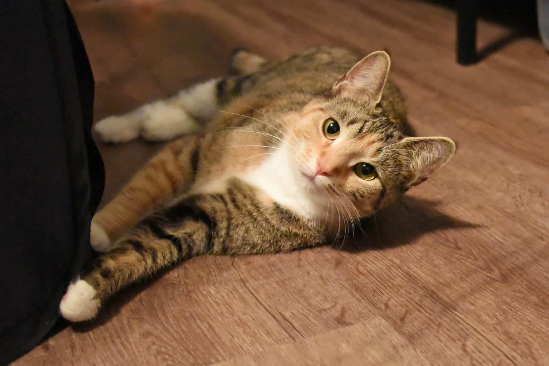 Nora , ADOPTABLE, Young Female American Shorthair.