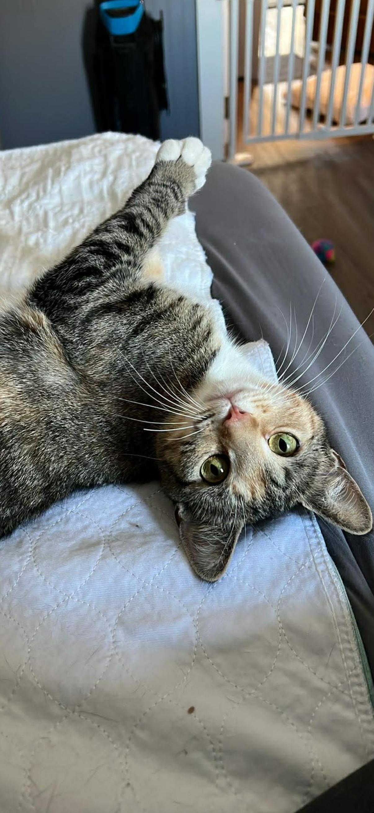 Enlarge Nora , an adopted American Shorthair in Johnstown, NY image 6/6