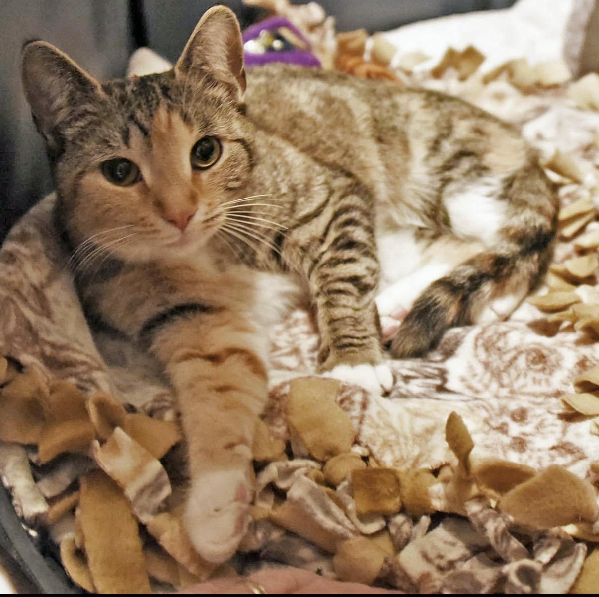 Enlarge Nora , an adopted American Shorthair in Johnstown, NY image 3/6