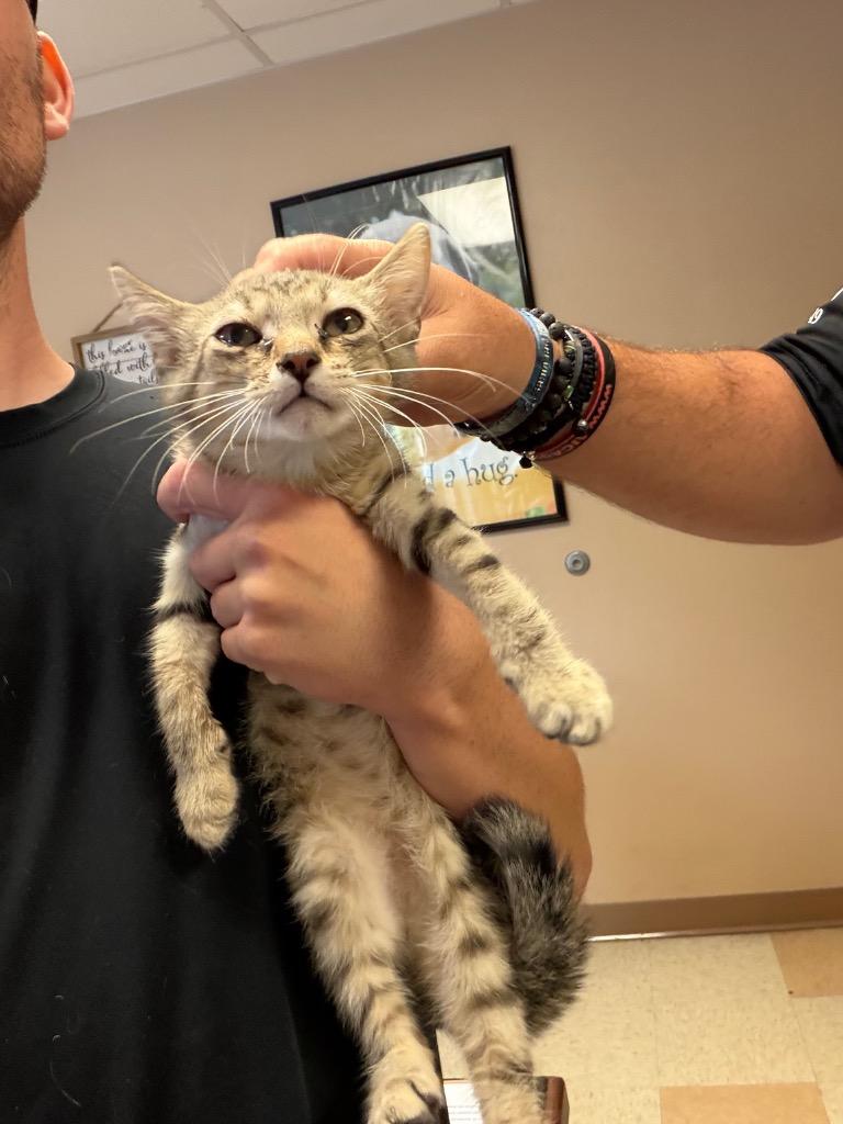 Hunter, Adoptable, Kitten Male Domestic Short Hair.