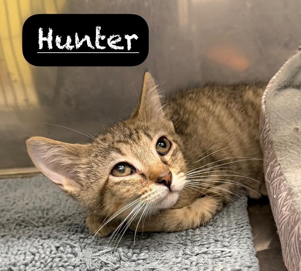 Hunter, a Adoptable mixed breed in Maumelle, AR image 2/2