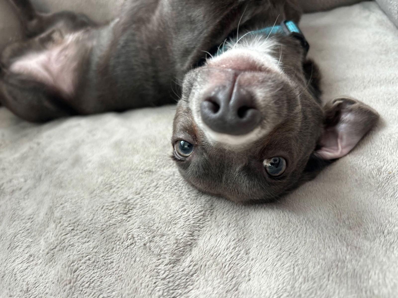 Tinley The Heart Stealer