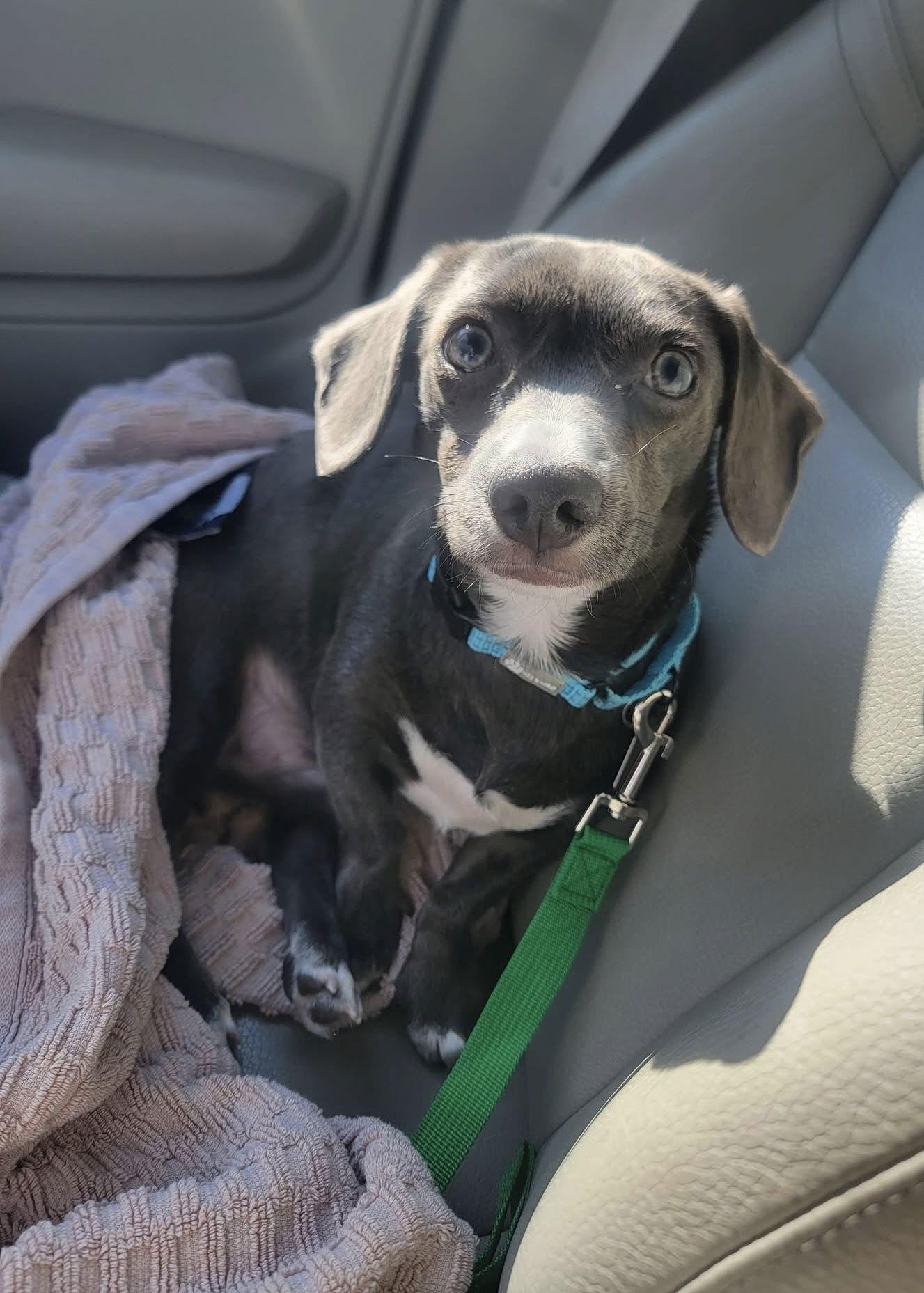 Tinley The Heart Stealer thumbnail 2