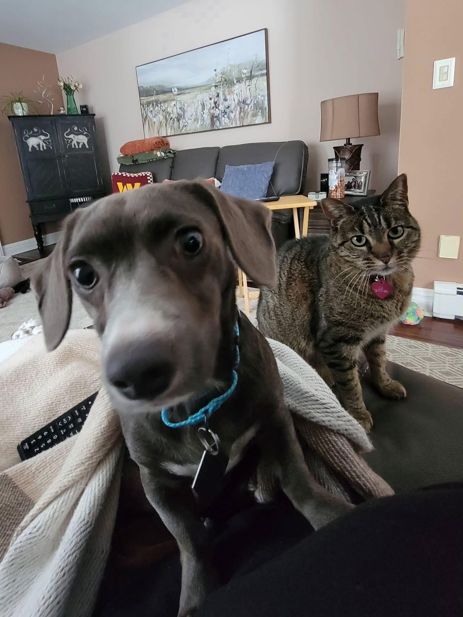 Tinley The Heart Stealer thumbnail 3