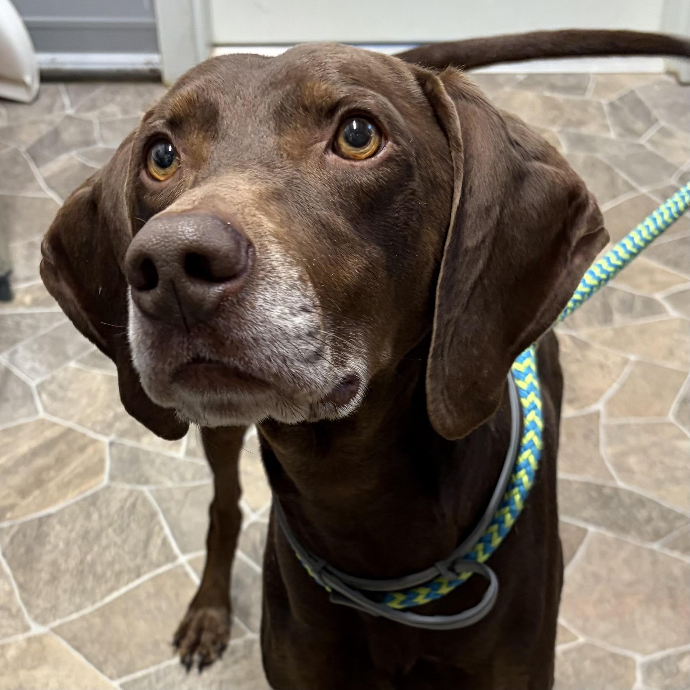 Enlarge Drago, a Adoptable mixed breed in Jamaica Plain, MA image 6/6