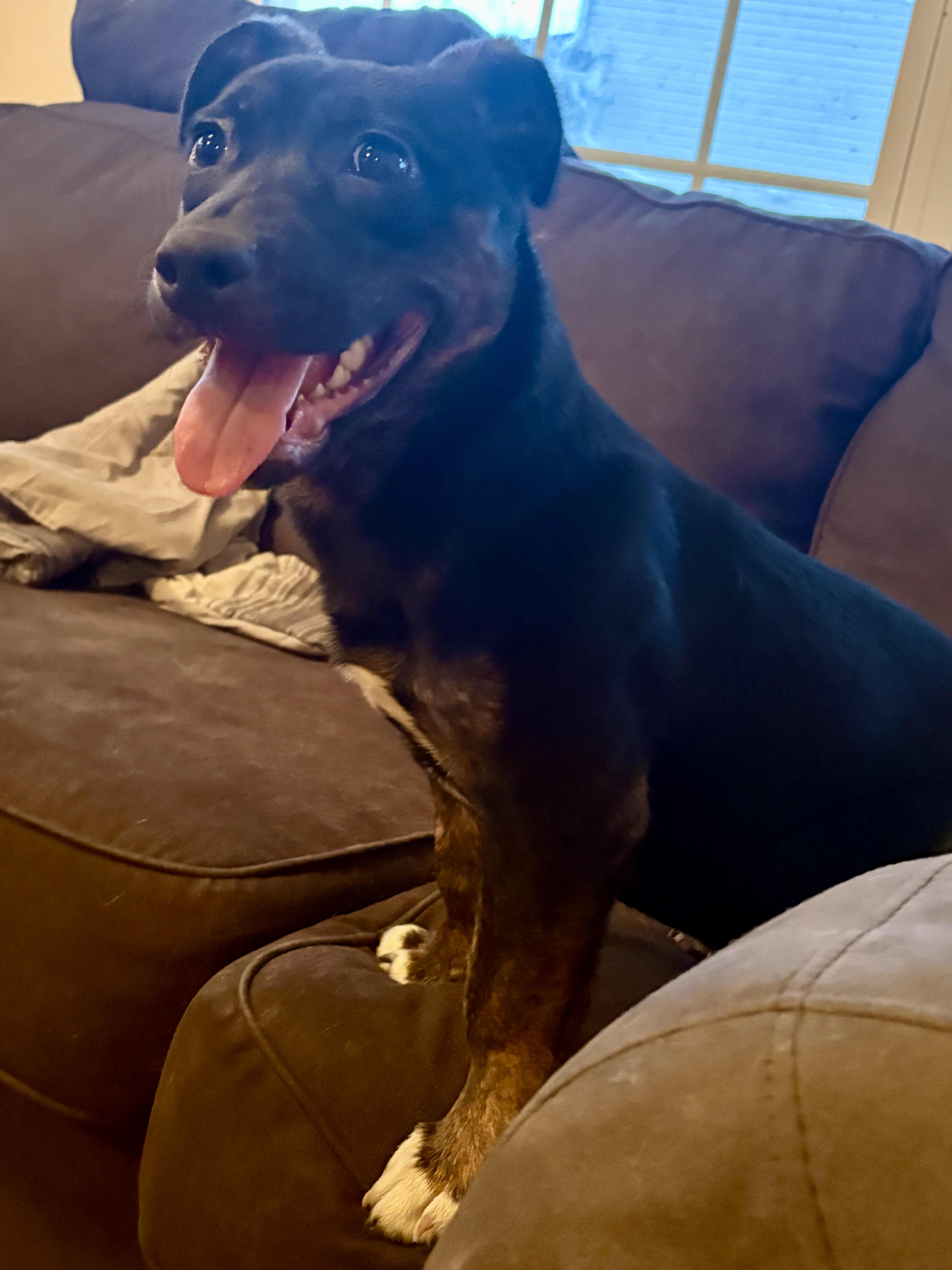 Enlarge Fern (in foster), an adopted mixed breed in Petersburg, VA image 1/6