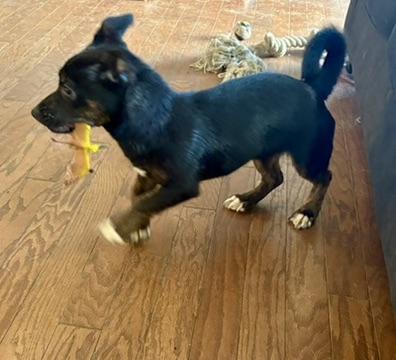 Enlarge Fern (in foster), an adopted mixed breed in Petersburg, VA image 2/6