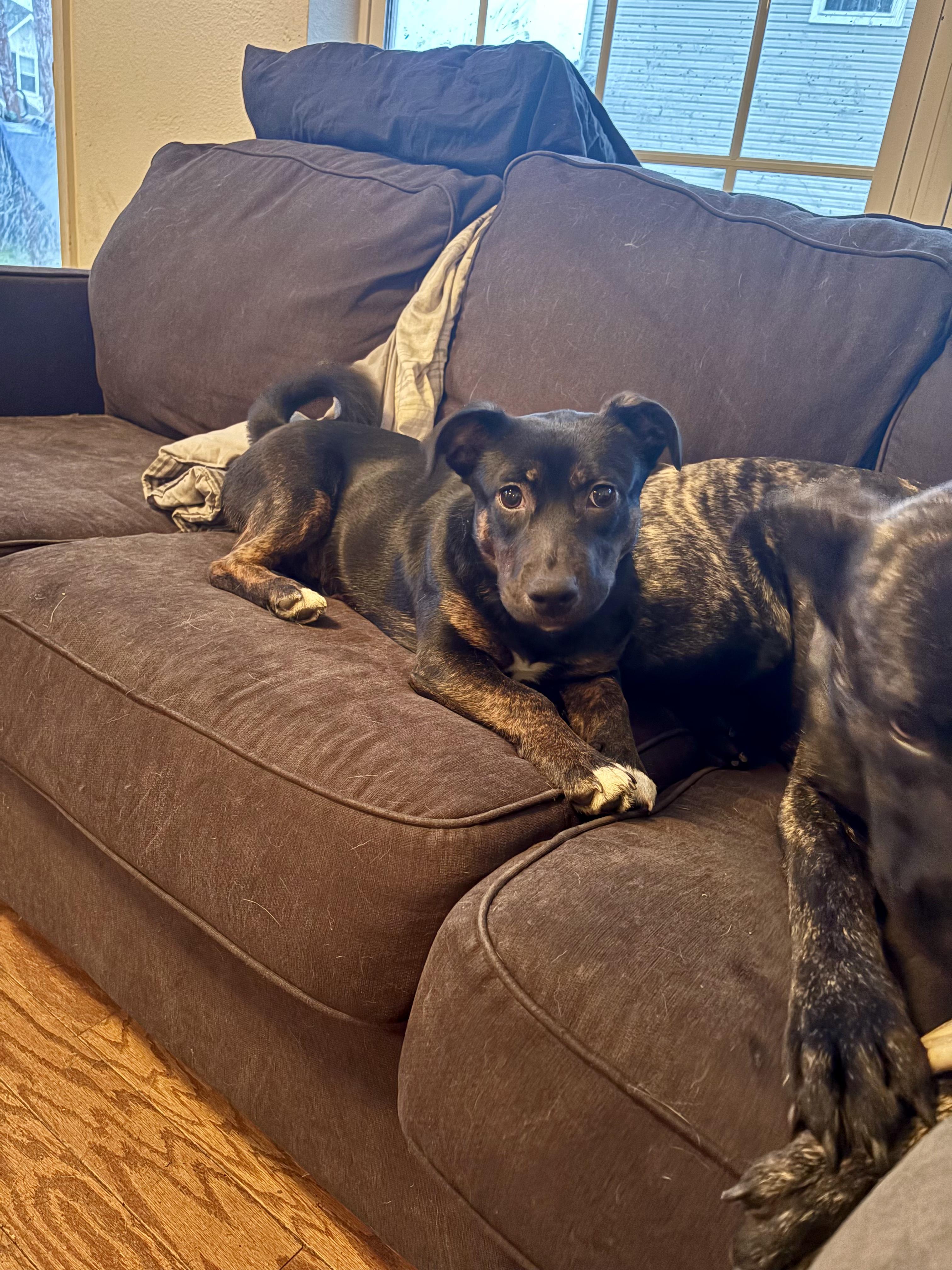 Enlarge Fern (in foster), an adopted mixed breed in Petersburg, VA image 4/6