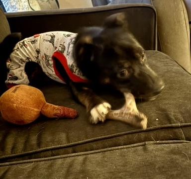 Enlarge Fern (in foster), an adopted mixed breed in Petersburg, VA image 3/6