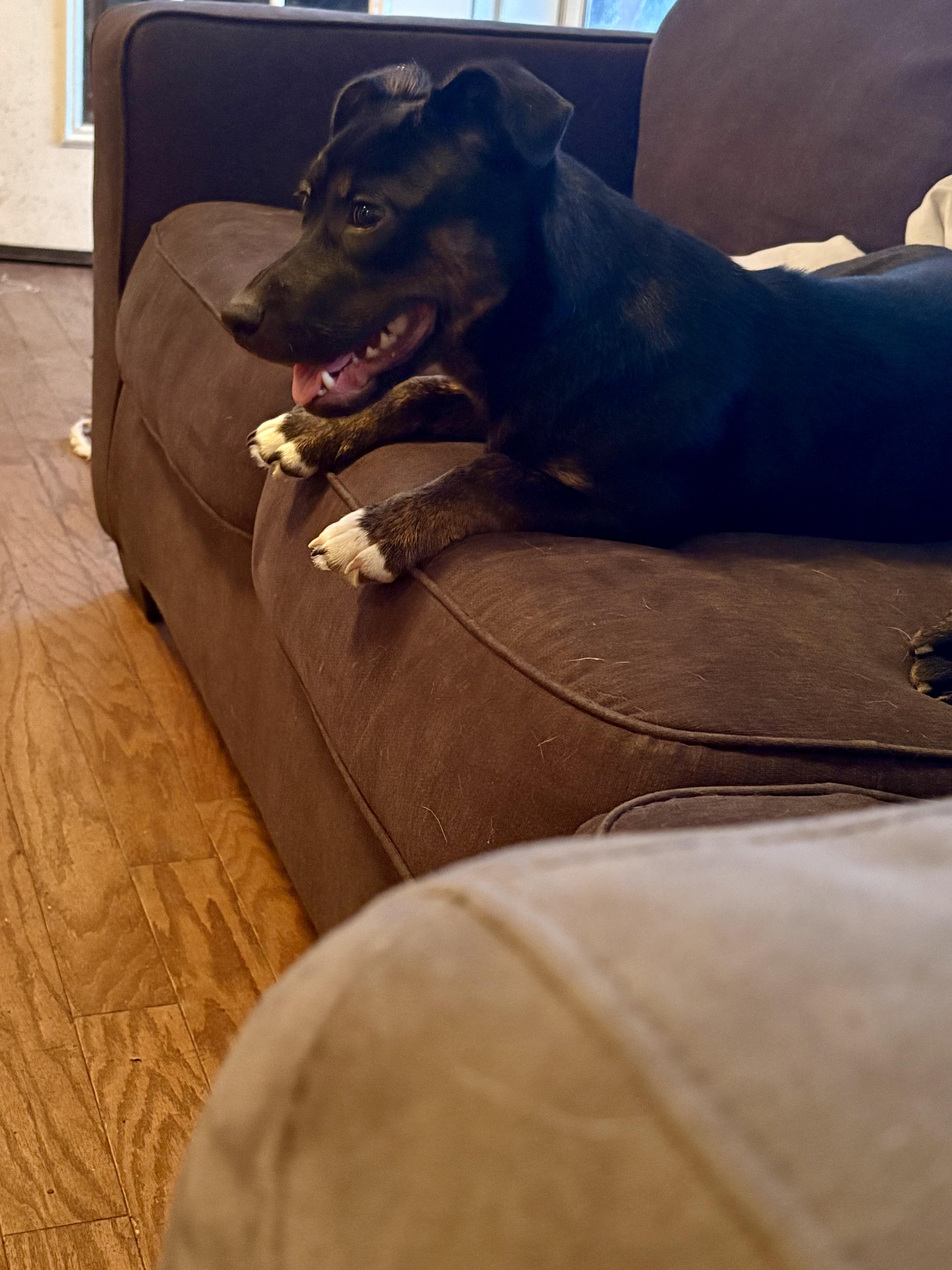 Enlarge Fern (in foster), an adopted mixed breed in Petersburg, VA image 5/6