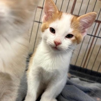 Rico, an adopted Domestic Short Hair in Centralia, IL image 1/2