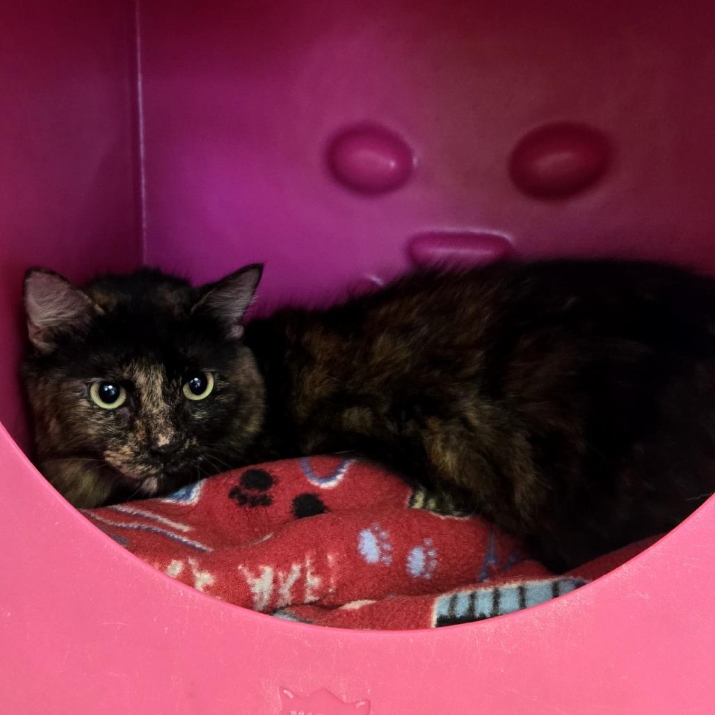 Enlarge Raisin, a Adoptable Domestic Medium Hair in Waukesha, WI image 1/1