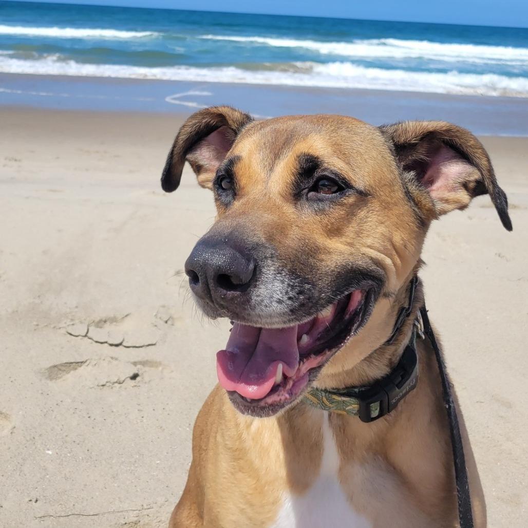 Banshee, Adoptable, Senior Male Mixed Breed.