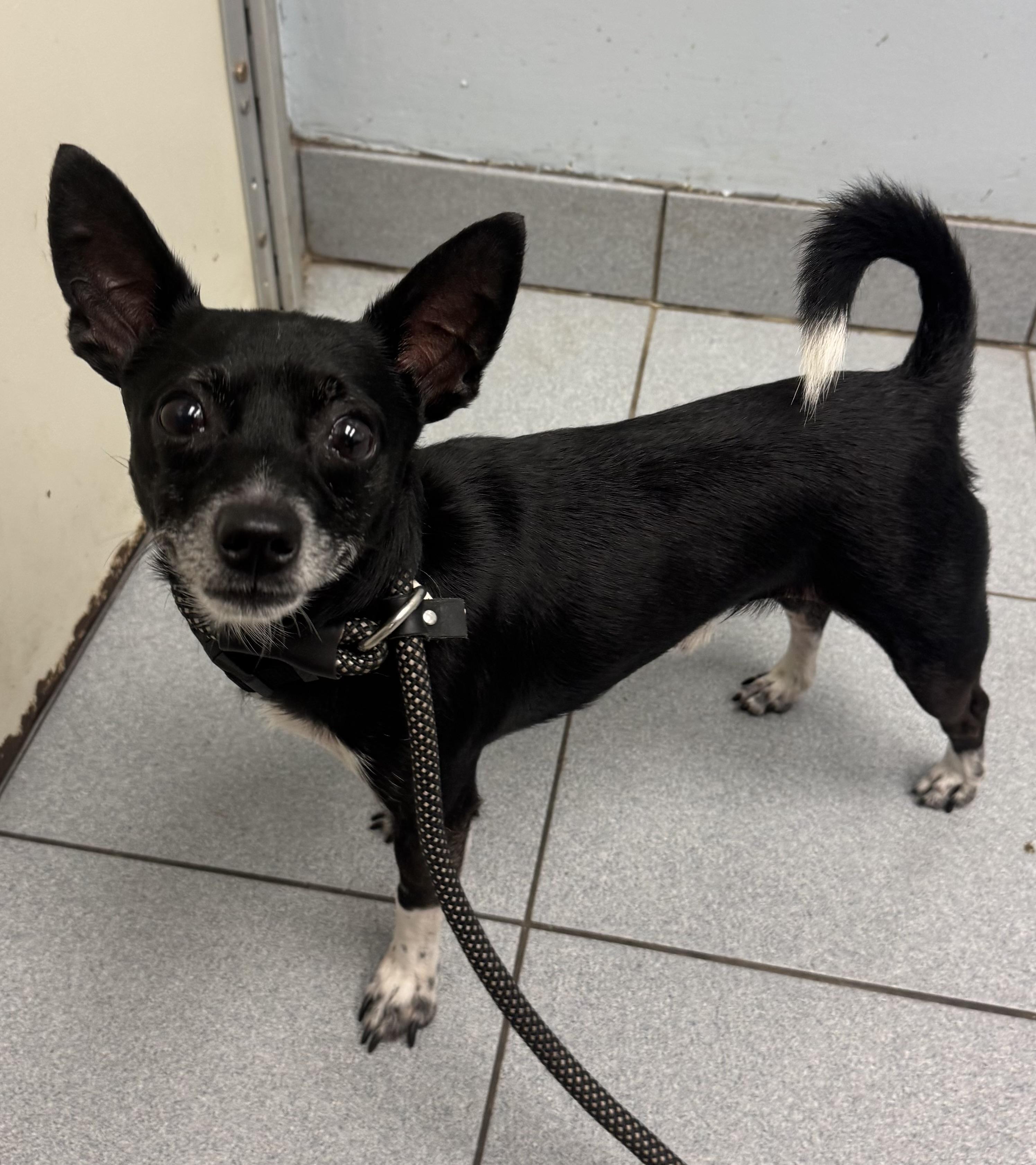 Mikey, an adopted mixed breed in Buffalo, NY image 2/2