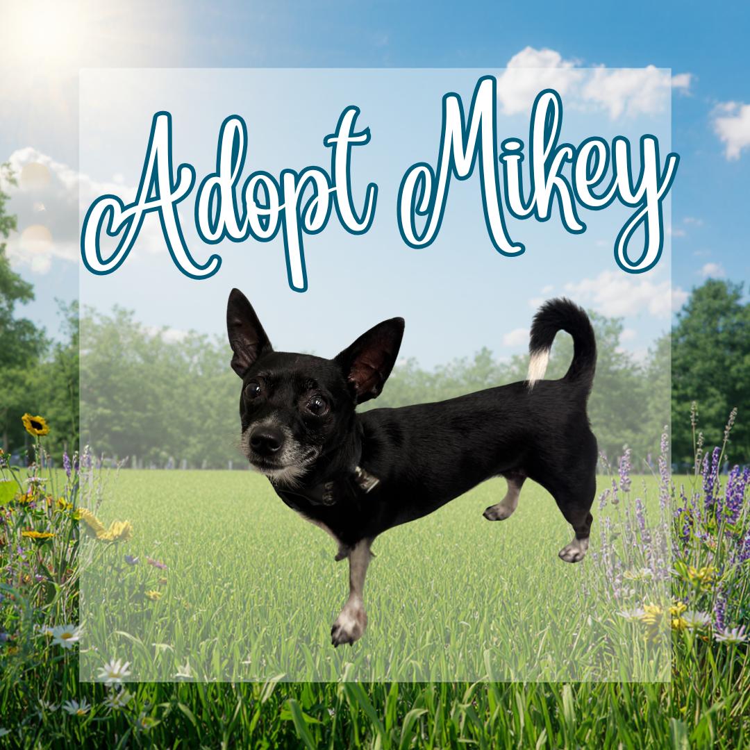 Mikey, adopted, Adult Male Chihuahua & Rat Terrier.