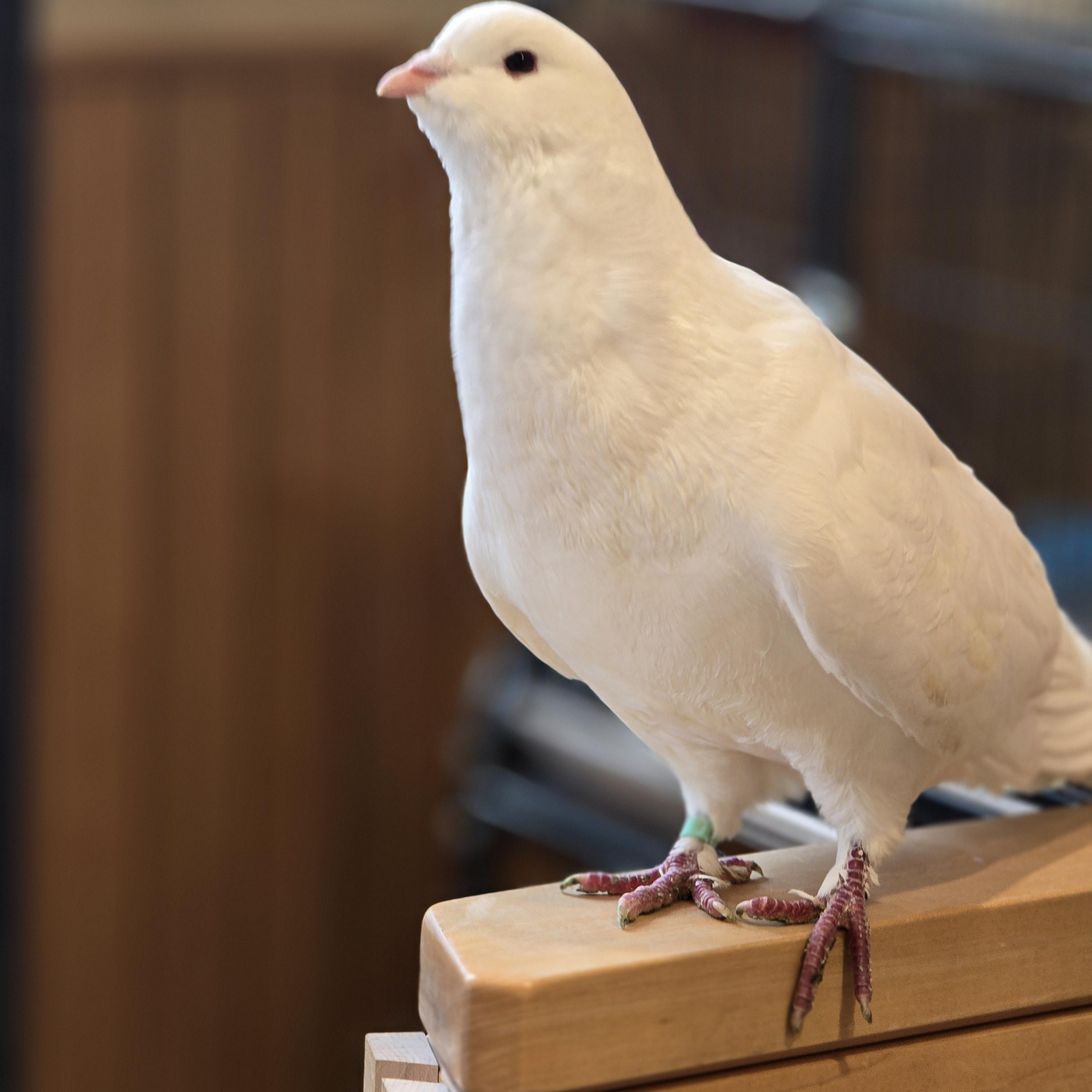 Brule, ADOPTABLE, Adult Male Pigeon.