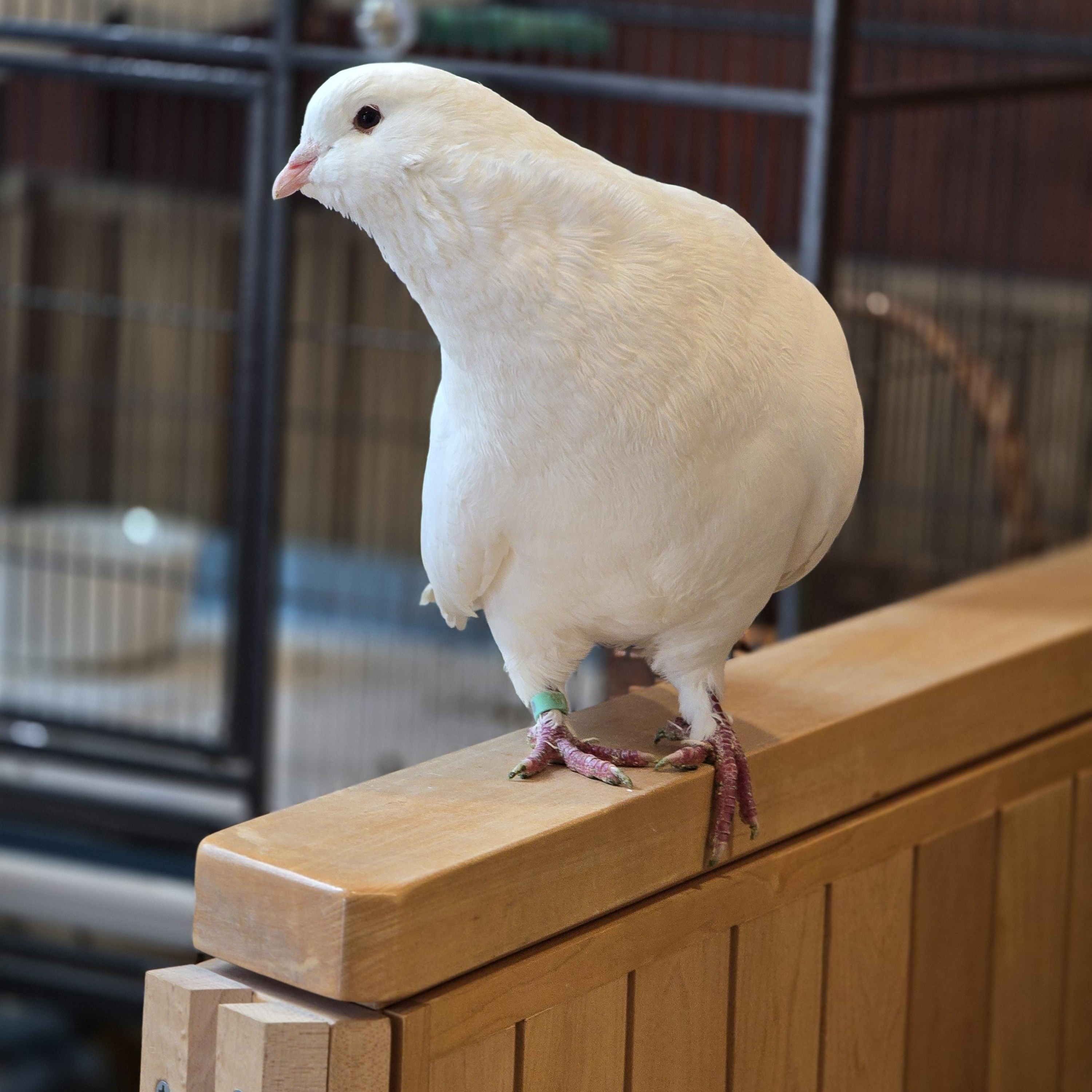 Enlarge Brule, a ADOPTABLE Pigeon in Bristol, RI image 5/5