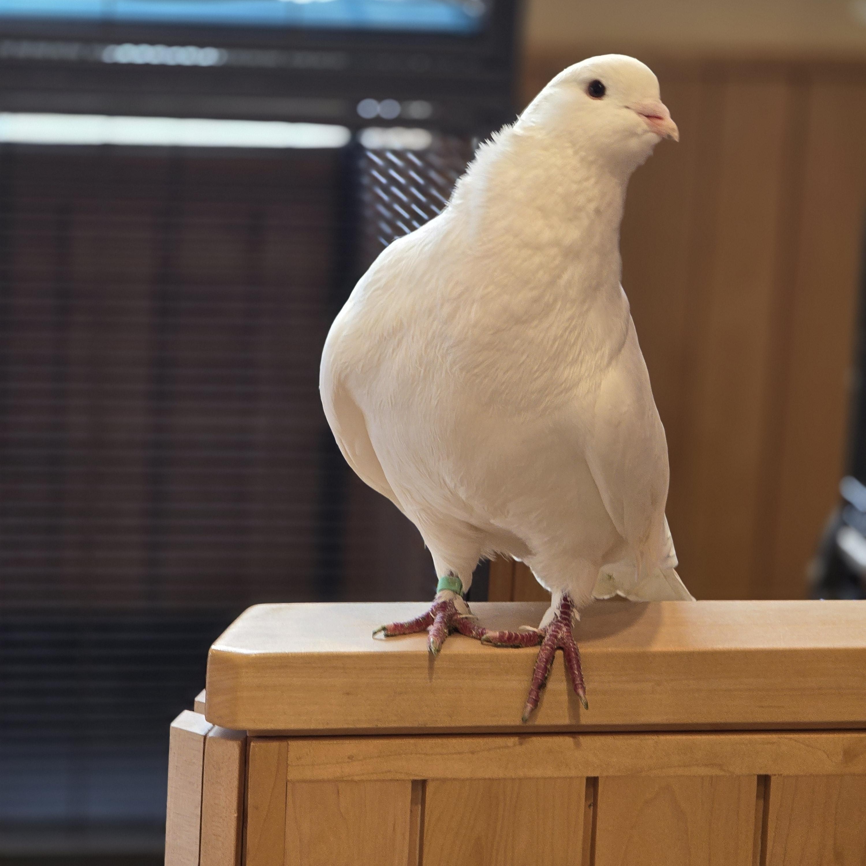 Enlarge Brule, a ADOPTABLE Pigeon in Bristol, RI image 2/5