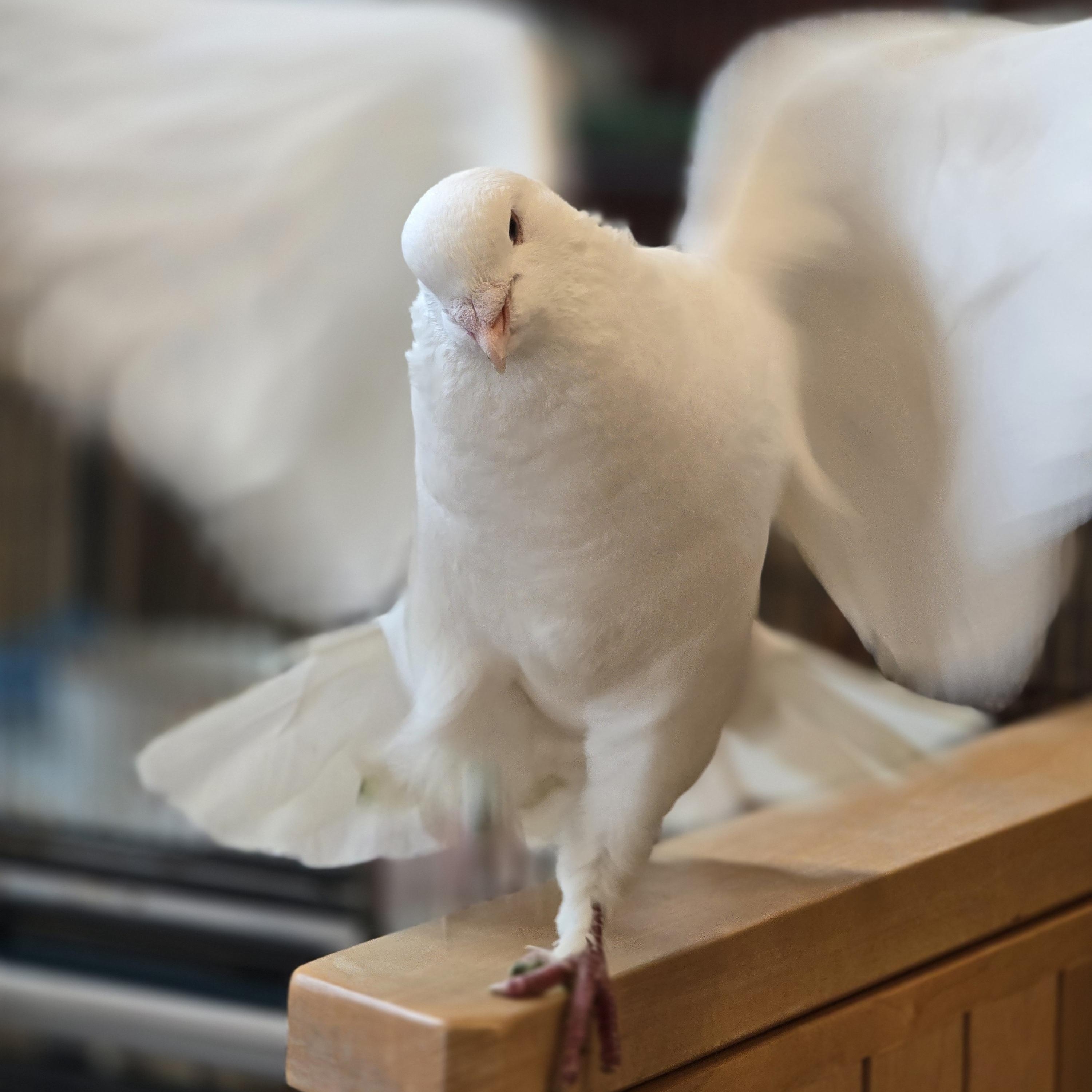 Enlarge Brule, a ADOPTABLE Pigeon in Bristol, RI image 3/5